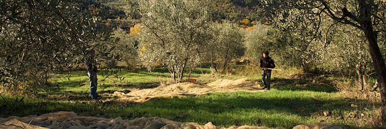 panoramica 1 oliveti Buonamici